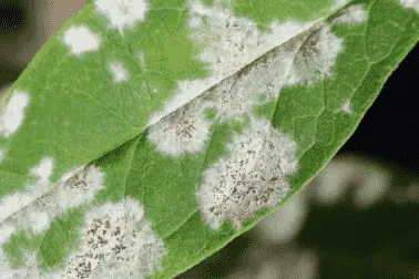 funghi parassiti